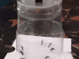 广州人的灭蚊术，阎王见了也发怵