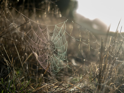 我面试了 N 家分布式存储公司，反复被问这 3 个问题